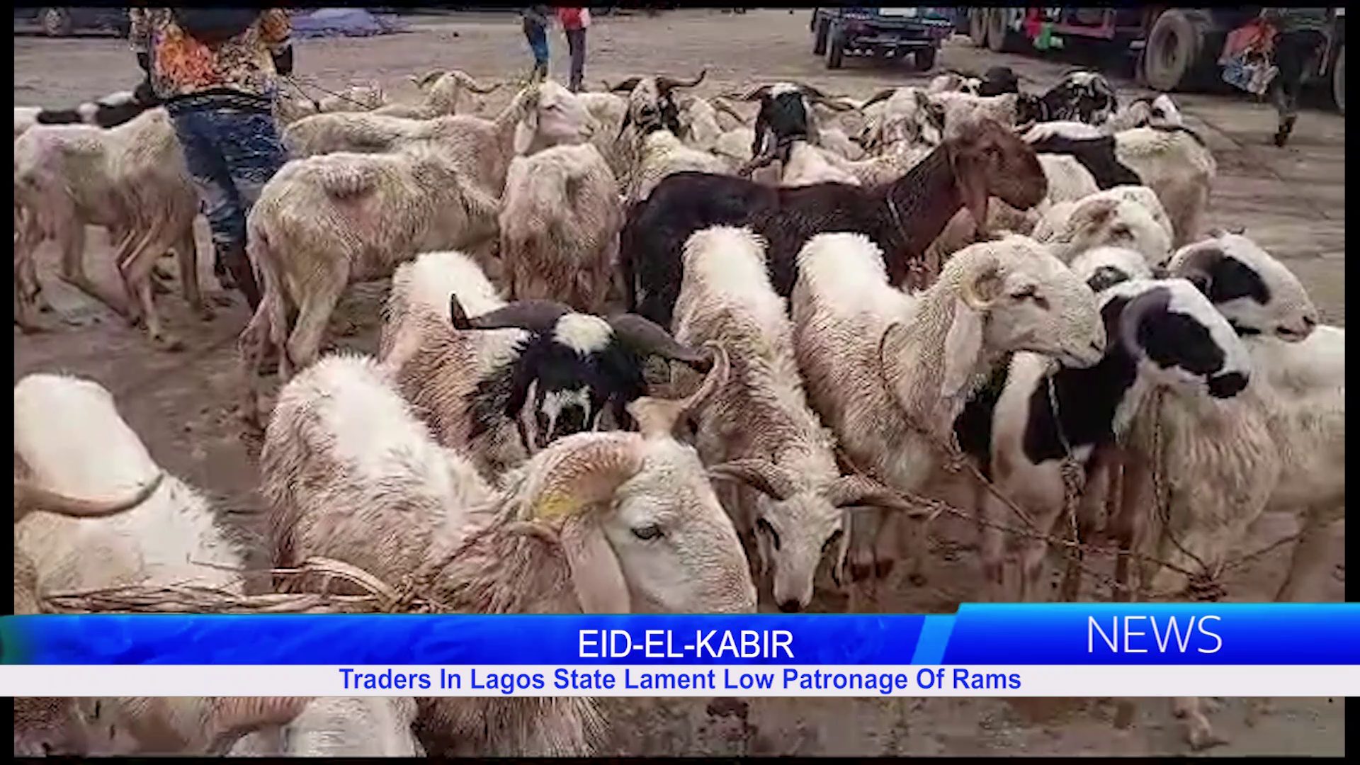 Eid-el-Kabir: Traders In Lagos State Lament Low Patronage Of Rams