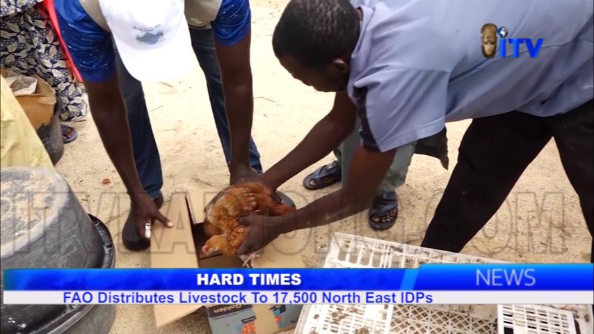 Hard Times: FAO Distributes Livestock To 17,500 North East IDPs