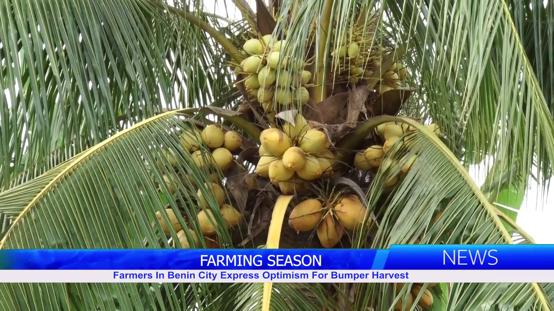 Farmers In Benin City Express Optimism For Bumper Harvest