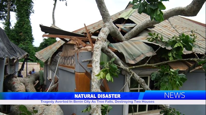 NATURAL DISASTER: Tragedy Averted In Benin City As Tree Falls, Destroying Two Houses