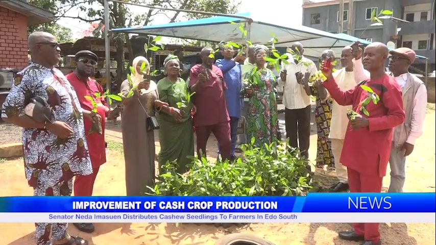 Senator Neda Imasuen Distributes Cashew Seedlings To Farmers In Edo South