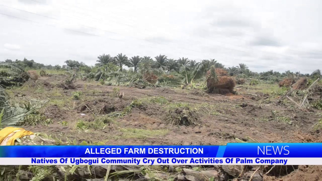 ALLEGED FARM DESTRUCTION: Natives Of Ugbogui Community Cry Out Over Activities Of Palm Company