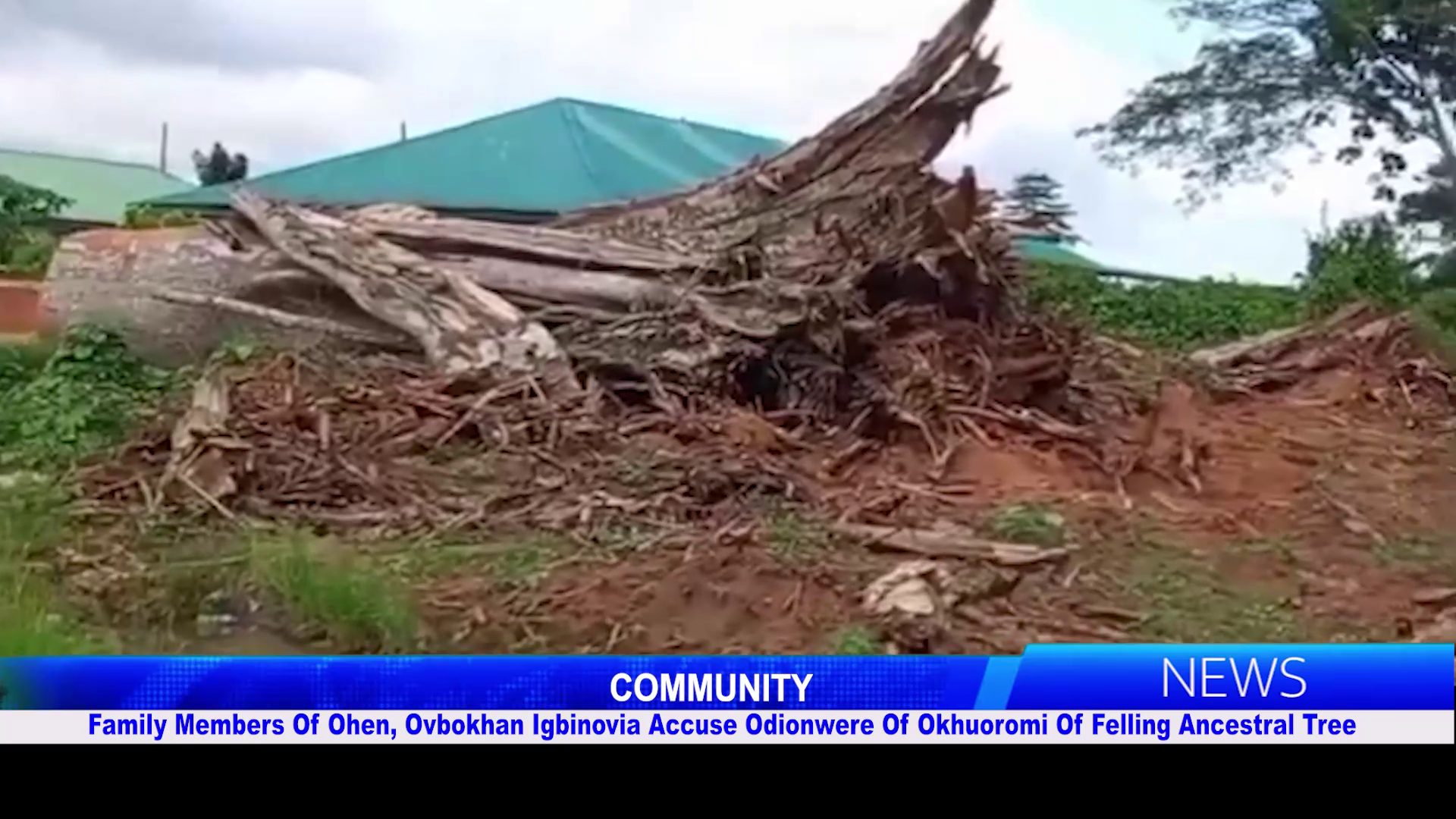 Family Members Of Ohen, Ovbokhan Igbinovia Accuse Odionwere Of Okhuoromi Of Felling Ancestral Tree