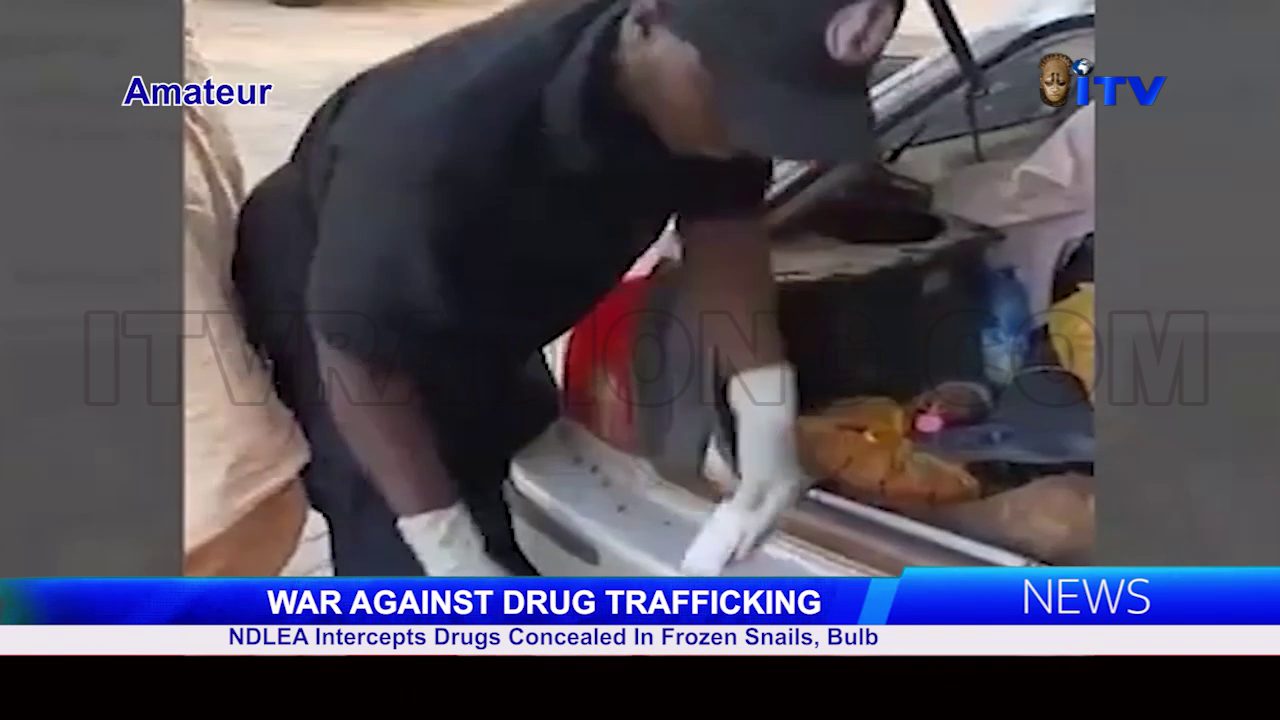 WAR AGAINST DRUG TRAFFICKING: NDLEA Intercepts Drugs Concealed In Frozen Snails, Bulb